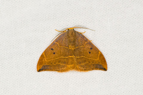 Oak hook-tip, Heesch, the Netherlands From a small garden session this week. Known as the "yellow one-tail" in dutch. The pupa of this species overwinters in a cocoon in a tightly rolled up oak leaf. Drepana binaria,Europe,Heesch,Moth Week 2021,Netherlands,Oak hook-tip,World,the Netherlands