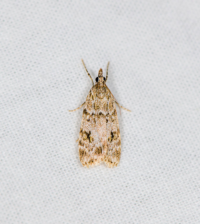 Double-striped Scoparia Moth - 2, Heesch, Netherlands Largely a US species, yet there are known reports from Europe. Double-striped Scoparia Moth,Europe,Heesch,Moth Week 2021,Netherlands,Scoparia biplagialis,World,the Netherlands