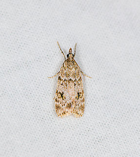Double-striped Scoparia Moth - 2, Heesch, Netherlands Largely a US species, yet there are known reports from Europe. Double-striped Scoparia Moth,Europe,Heesch,Moth Week 2021,Netherlands,Scoparia biplagialis,World,the Netherlands