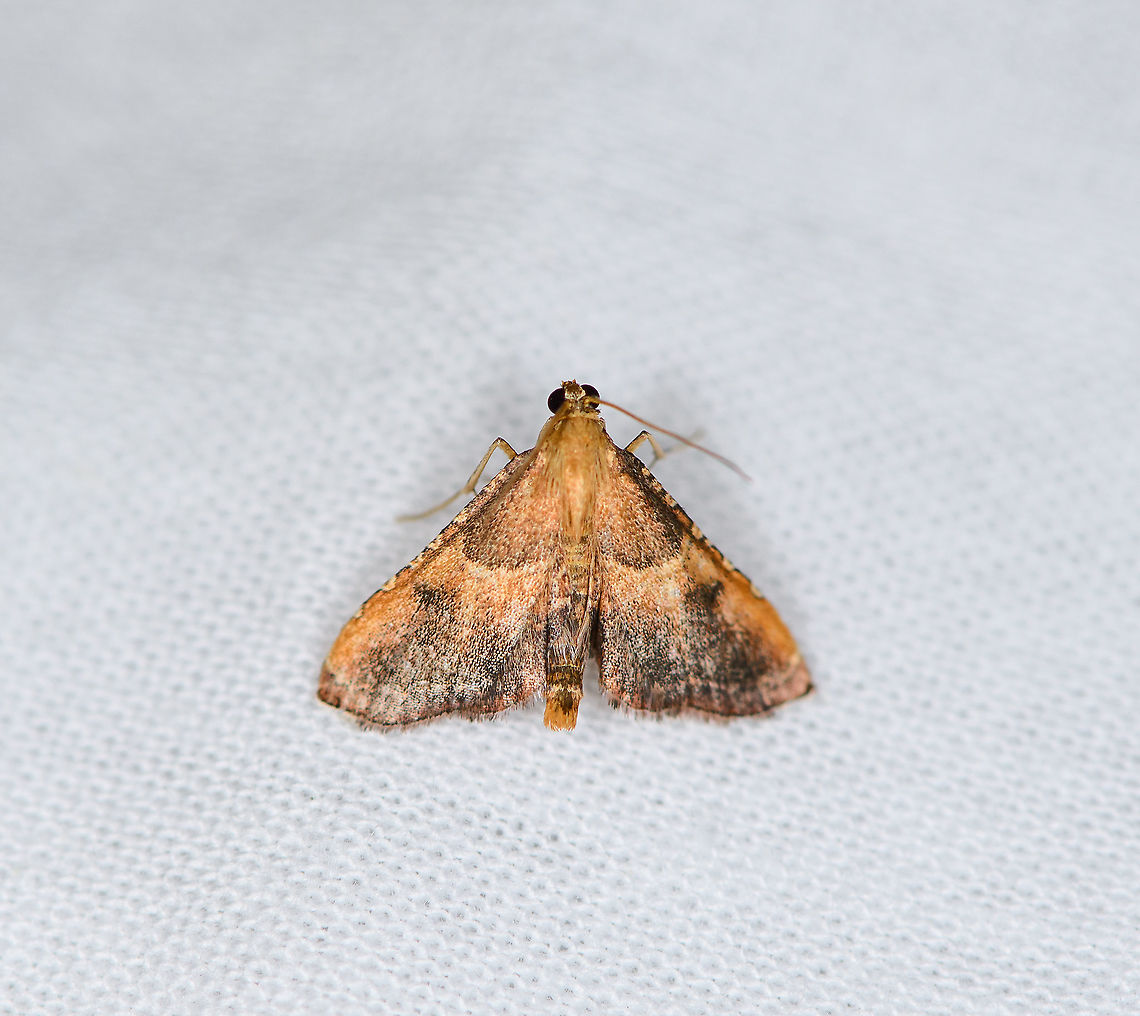 Rosy Tabby, Heesch, Netherlands  Endotricha flammealis,Europe,Heesch,Moth Week 2021,Netherlands,World,the Netherlands