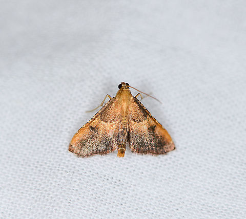 Rosy Tabby, Heesch, Netherlands  Endotricha flammealis,Europe,Heesch,Moth Week 2021,Netherlands,World,the Netherlands