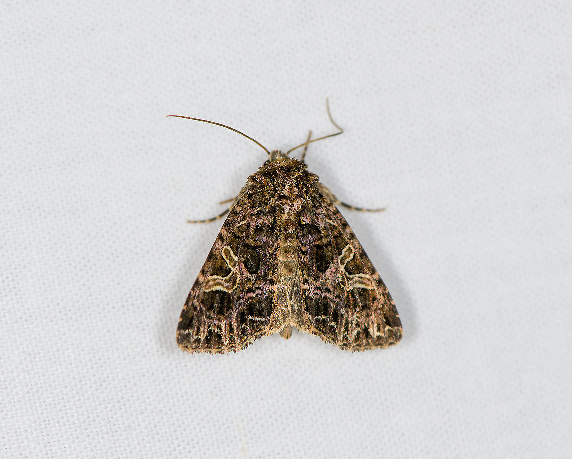 Campion, Heesch, Netherlands The caterpillar of this species feeds at night, and hides near the ground by day. the pupa overwinters in the ground. Europe,Heesch,Moth Week 2021,Netherlands,Sideridis rivularis,World,the Netherlands