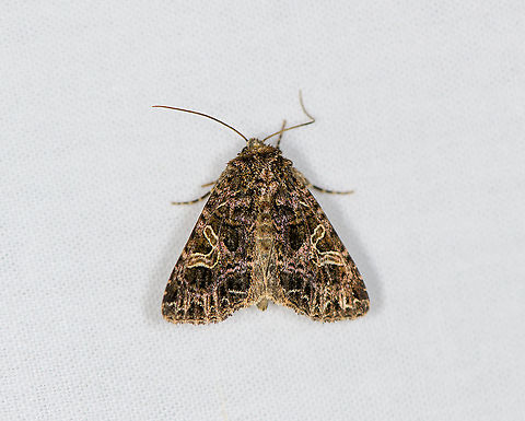 Campion, Heesch, Netherlands The caterpillar of this species feeds at night, and hides near the ground by day. the pupa overwinters in the ground. Europe,Heesch,Moth Week 2021,Netherlands,Sideridis rivularis,World,the Netherlands