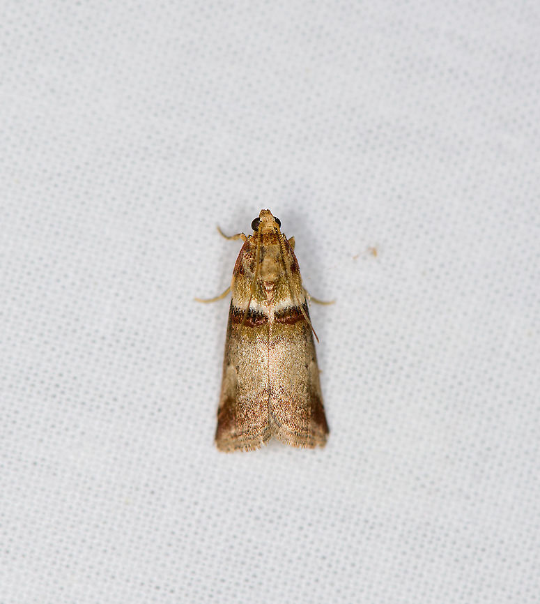 Warted Knot-Horn, Heesch, Netherlands By day hides in oak leafs. Host plant for the larvae is oak, they tend to feed high up in the tree. Acrobasis repandana,Europe,Heesch,Moth Week 2021,Netherlands,World,the Netherlands