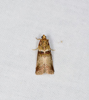 Warted Knot-Horn, Heesch, Netherlands By day hides in oak leafs. Host plant for the larvae is oak, they tend to feed high up in the tree. Acrobasis repandana,Europe,Heesch,Moth Week 2021,Netherlands,World,the Netherlands