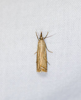 European Garden Grass-veneer, Heesch, the Netherlands  Chrysoteuchia culmella,Europe,Garden Grass-veneer,Heesch,Moth Week 2021,Netherlands,World,the Netherlands