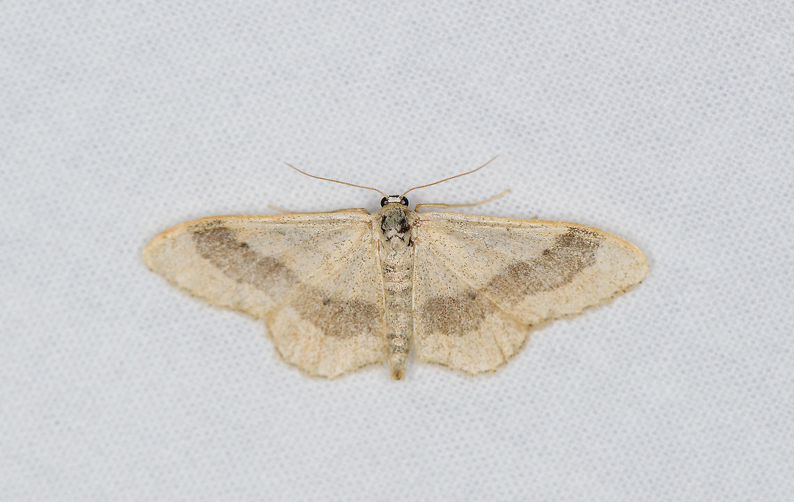 Riband wave, Heesch, the Netherlands Very common, the larvae are not picky and feed on many host plants. Europe,Heesch,Idaea aversata,Moth Week 2021,Netherlands,Riband wave,World,the Netherlands