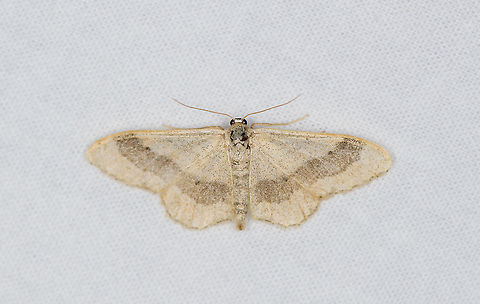 Riband wave, Heesch, the Netherlands Very common, the larvae are not picky and feed on many host plants. Europe,Heesch,Idaea aversata,Moth Week 2021,Netherlands,Riband wave,World,the Netherlands