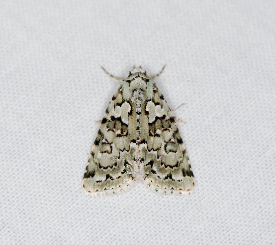 Marbled green, Heesch, Netherlands Named the &quot;Green Lichen Owl&quot; in dutch, after the larvae feeding on lichen. Cryphia muralis,Europe,Heesch,Marbled green,Moth Week 2021,Netherlands,World,the Netherlands