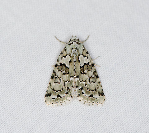 Marbled green, Heesch, Netherlands Named the "Green Lichen Owl" in dutch, after the larvae feeding on lichen. Cryphia muralis,Europe,Heesch,Marbled green,Moth Week 2021,Netherlands,World,the Netherlands