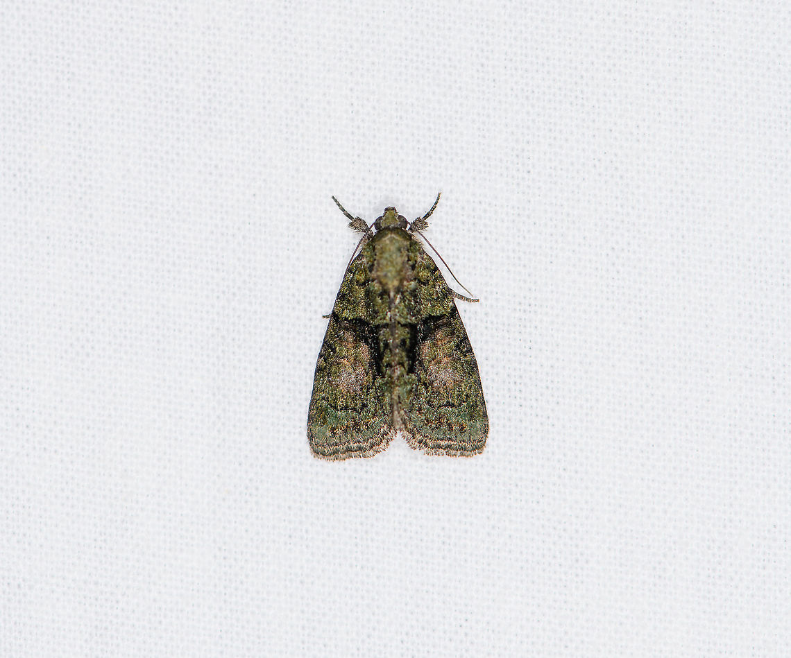 Tree-lichen Beauty, Heesch, Netherlands &#039;Dark-green lichen owl&quot; in dutch. Cryphia algae,Europe,Heesch,Moth Week 2021,Netherlands,World,the Netherlands