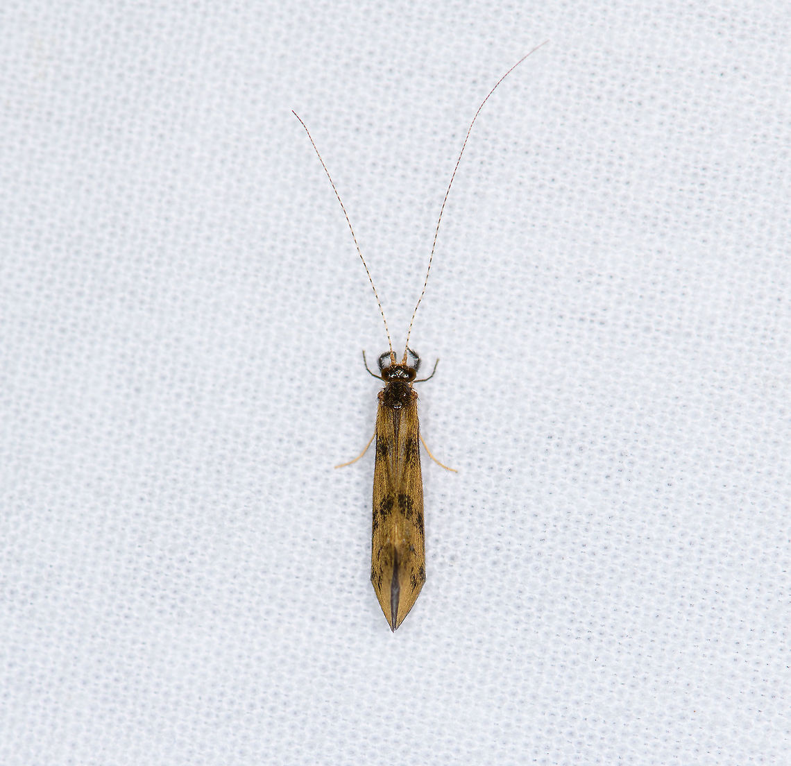 Mystacides longicornis - Grousewing Caddisfly about 9mm without antennae. Red-eyed (if you look closely), large palps, antennae 1.5 (female) to 2 (male) the size of the body. The larvae make a near-perfect cylinder tube from sand and tiny pebbles:<br />
<a href="https://www.mindenpictures.com/stock-photo-grousewing-mystacides-longicornis-larva-in-case-nijmegen-netherlands-naturephotography-image00523655.html" rel="nofollow">https://www.mindenpictures.com/stock-photo-grousewing-mystacides-longicornis-larva-in-case-nijmegen-netherlands-naturephotography-image00523655.html</a>  Europe,Grousewing Caddisfly,Heesch,Mystacides longicornis,Netherlands,World,the Netherlands