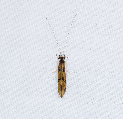 Mystacides longicornis - Grousewing Caddisfly about 9mm without antennae. Red-eyed (if you look closely), large palps, antennae 1.5 (female) to 2 (male) the size of the body. The larvae make a near-perfect cylinder tube from sand and tiny pebbles:
https://www.mindenpictures.com/stock-photo-grousewing-mystacides-longicornis-larva-in-case-nijmegen-netherlands-naturephotography-image00523655.html  Europe,Grousewing Caddisfly,Heesch,Mystacides longicornis,Netherlands,World,the Netherlands