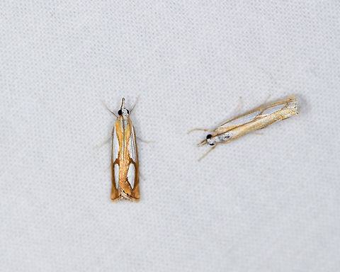 Pearl Grass-Veneer, Heesch, Netherlands  Catoptria pinella,Europe,Heesch,Moth Week 2021,Netherlands,World,the Netherlands