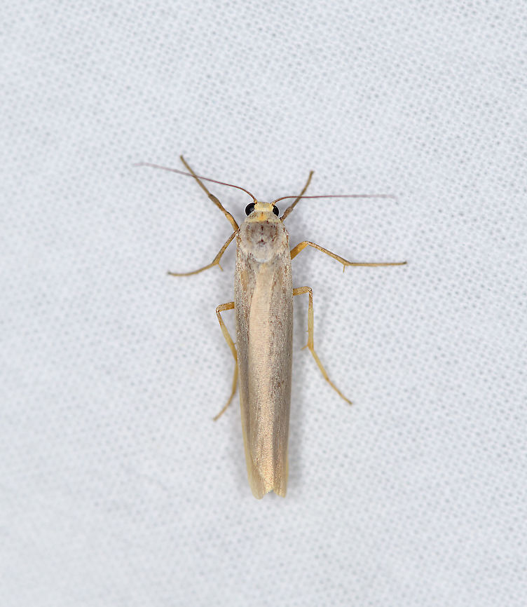 Hoary Footman, Heesch, Netherlands "Footman" is a fitting name, it's very leggy, initially I didn't even recognize it as a moth.<br />
It looks fairly similar to the Scarce Footman (Eilema complana), yet lacks the yellow line along the wings. Furthermore, the dark dot at the thorax is also a key.<br />
Eilema caniola,Europe,Heesch,Moth Week 2021,Netherlands,World,the Netherlands