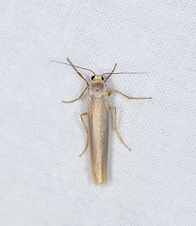 Hoary Footman, Heesch, Netherlands "Footman" is a fitting name, it's very leggy, initially I didn't even recognize it as a moth.
It looks fairly similar to the Scarce Footman (Eilema complana), yet lacks the yellow line along the wings. Furthermore, the dark dot at the thorax is also a key.
 Eilema caniola,Europe,Heesch,Moth Week 2021,Netherlands,World,the Netherlands