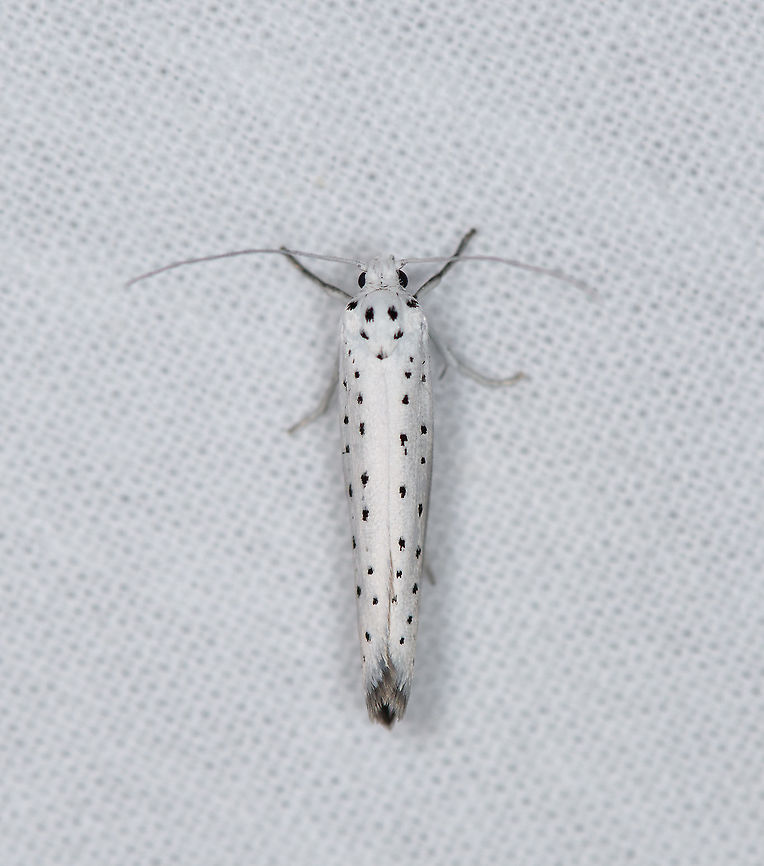 Spindle ermine, Heesch, Netherlands Very numerous, at least 20 on the cloth. Species ID is tentative. This is statistically the most likely option. Europe,Heesch,Moth Week 2021,Netherlands,Spindle ermine,World,Yponomeuta cagnagella,the Netherlands