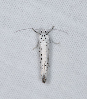 Spindle ermine, Heesch, Netherlands Very numerous, at least 20 on the cloth. Species ID is tentative. This is statistically the most likely option. Europe,Heesch,Moth Week 2021,Netherlands,Spindle ermine,World,Yponomeuta cagnagella,the Netherlands