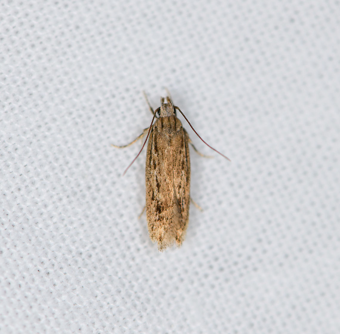 Hofmannophila pseudospretella, Heesch, Netherlands  Brown house moth,Europe,Heesch,Hofmannophila pseudospretella,Moth Week 2021,Netherlands,World,the Netherlands