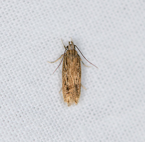 Hofmannophila pseudospretella, Heesch, Netherlands  Brown house moth,Europe,Heesch,Hofmannophila pseudospretella,Moth Week 2021,Netherlands,World,the Netherlands