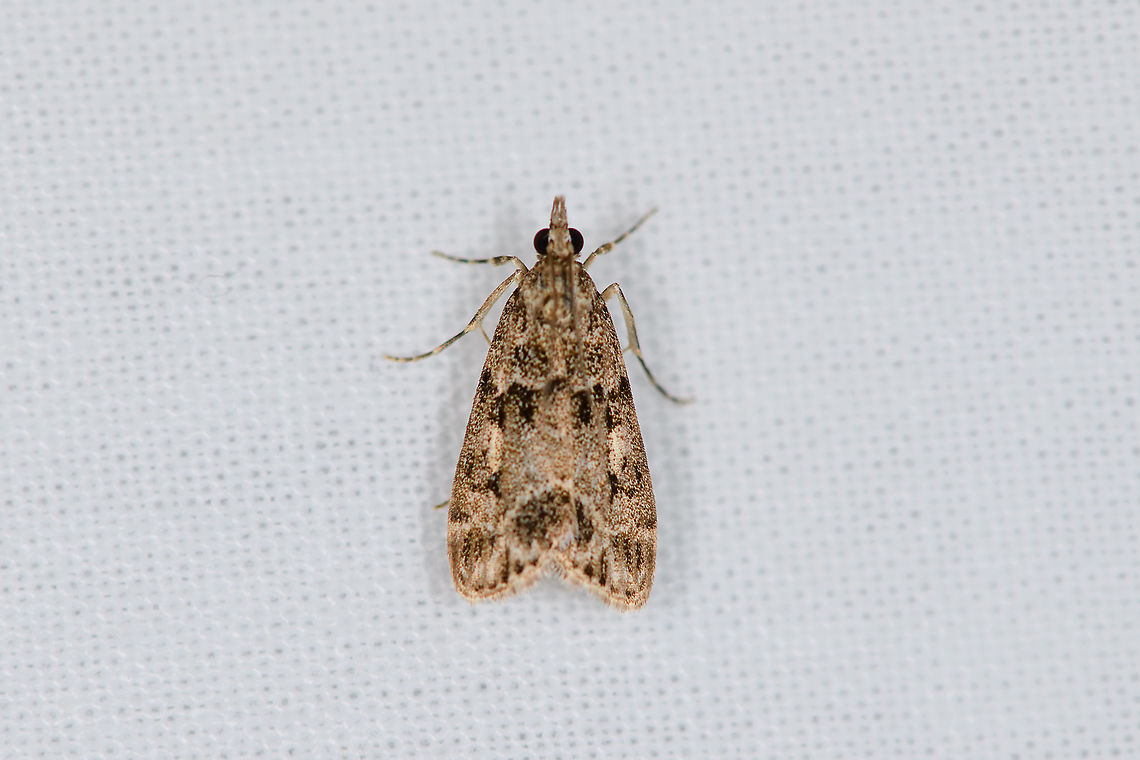 Small Grey, Heesch, Netherlands In dutch named the &quot;Variable Granite Moth&quot;. Eudonia mercurella,Europe,Heesch,Moth Week 2021,Netherlands,World,the Netherlands