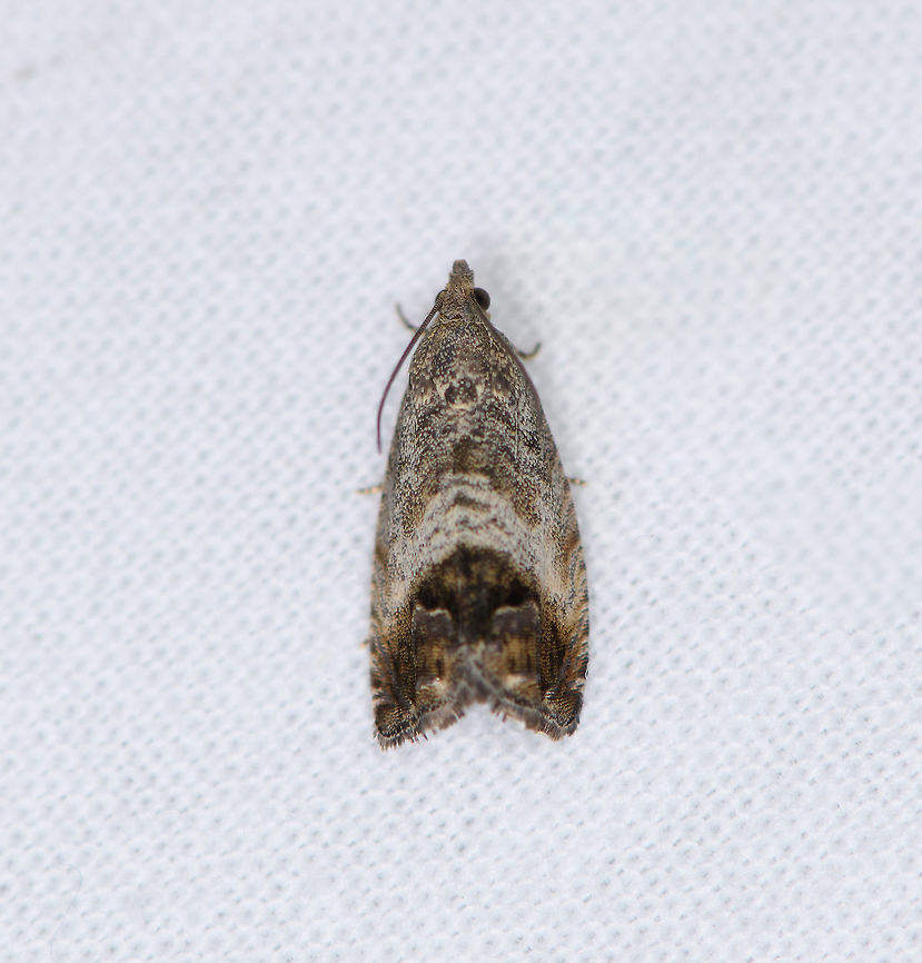 Chestnut tortrix, Heesch, Netherlands  Chestnut tortrix,Cydia splendana,Europe,Heesch,Moth Week 2021,Netherlands,World,the Netherlands