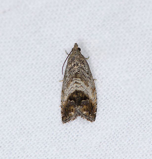Chestnut tortrix, Heesch, Netherlands  Chestnut tortrix,Cydia splendana,Europe,Heesch,Moth Week 2021,Netherlands,World,the Netherlands