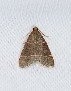 Double-striped Tabby, Heesch, Netherlands Europe,Heesch,Hypsopygia glaucinalis,Moth Week 2021,Netherlands,World,the Netherlands