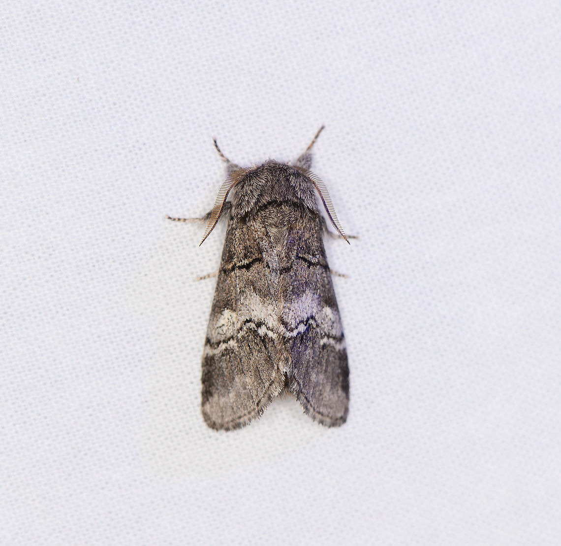 Drymonia querna, Heesch, Netherlands  Drymonia querna,Europe,Heesch,Moth Week 2021,Netherlands,Oak marbled brown,World,the Netherlands