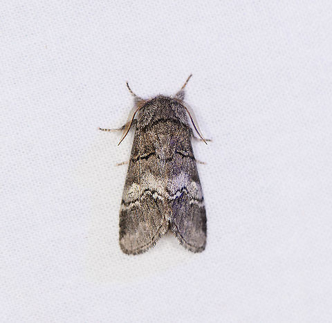 Drymonia querna, Heesch, Netherlands  Drymonia querna,Europe,Heesch,Moth Week 2021,Netherlands,Oak marbled brown,World,the Netherlands