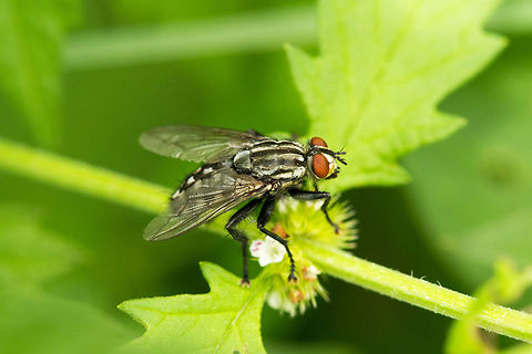 Autumn house fly macro  Autumn house fly,Heesch,Macro,Musca autumnalis