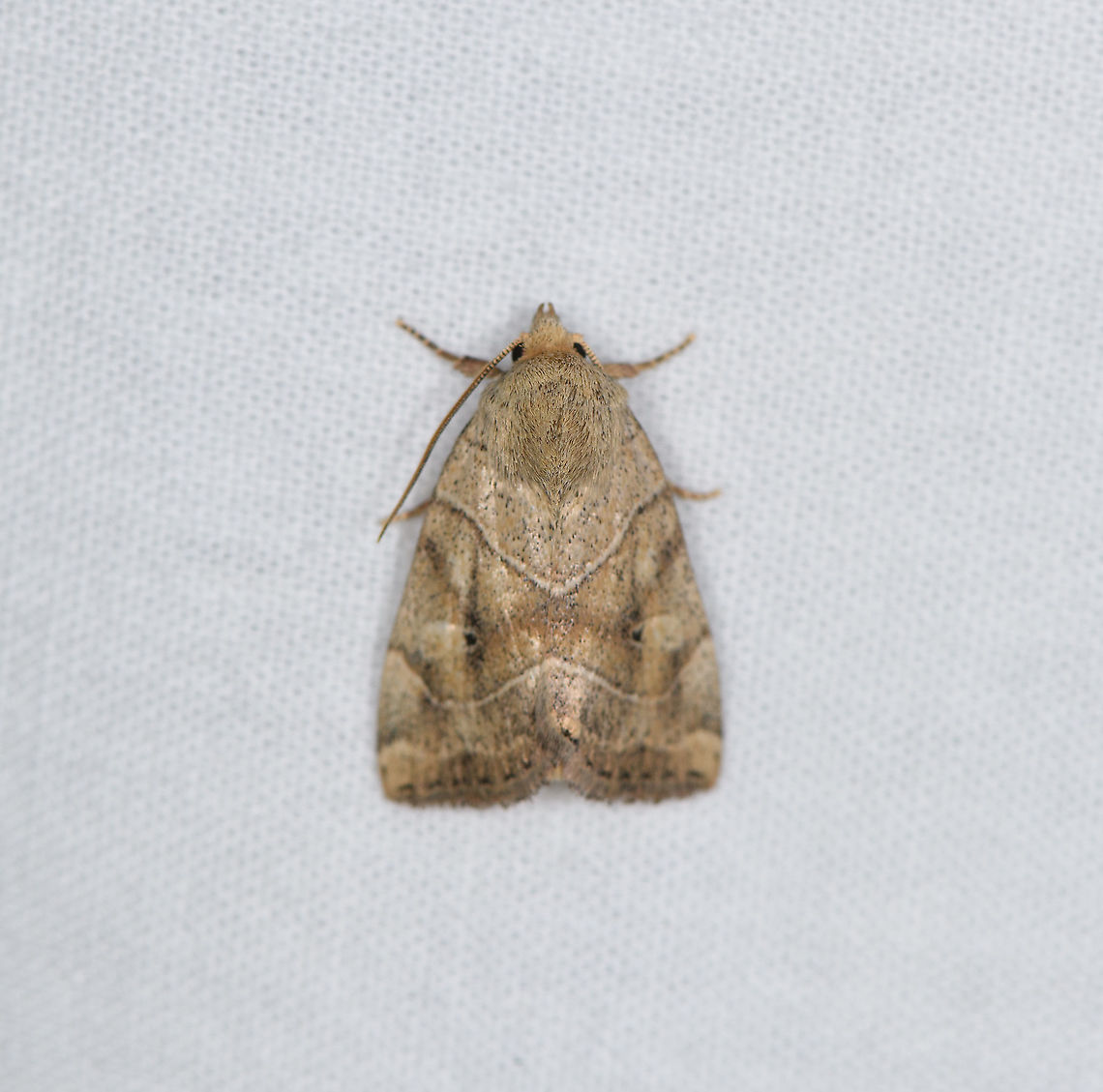 Dun-bar / European Dun-bar, Heesch, Netherlands  Cosmia trapezina,Dun-bar,Europe,Heesch,Moth Week 2021,Netherlands,World,the Netherlands