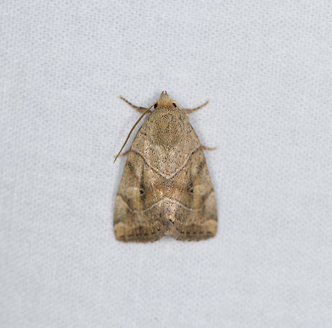 Dun-bar / European Dun-bar, Heesch, Netherlands  Cosmia trapezina,Dun-bar,Europe,Heesch,Moth Week 2021,Netherlands,World,the Netherlands