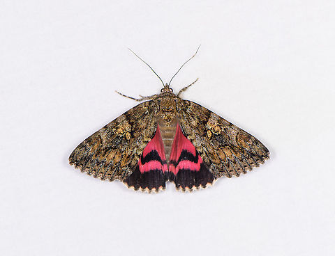 Dark Crimson Underwing, Heesch, Netherlands Got lucky here. I did two small sessions, two nights in a row. The second night largely produced the same species as the first (given our limited garden habitat) so I quickly lost interest. Just as I was about to end it, this one came along. It was very restless, jumping between the cloth and the grass below.

According to Dutch Wikipedia, this species is very rare in the Netherlands and Belgium. I suspect that information may be somewhat outdated.
https://www.jungledragon.com/image/119025/dark_crimson_underwing_on_grass_heesch_netherlands.html Catocala sponsa,Europe,Heesch,Moth Week 2021,Netherlands,World,the Netherlands