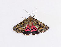 Dark Crimson Underwing, Heesch, Netherlands Got lucky here. I did two small sessions, two nights in a row. The second night largely produced the same species as the first (given our limited garden habitat) so I quickly lost interest. Just as I was about to end it, this one came along. It was very restless, jumping between the cloth and the grass below.<br />
<br />
According to Dutch Wikipedia, this species is very rare in the Netherlands and Belgium. I suspect that information may be somewhat outdated.<br />
https://www.jungledragon.com/image/119025/dark_crimson_underwing_on_grass_heesch_netherlands.html Catocala sponsa,Europe,Heesch,Moth Week 2021,Netherlands,World,the Netherlands