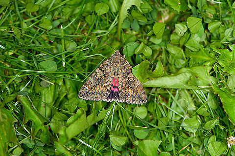 Dark Crimson Underwing on grass, Heesch, Netherlands Got lucky here. I did two small sessions, two nights in a row. The second night largely produced the same species as the first (given our limited garden habitat) so I quickly lost interest. Just as I was about to end it, this one came along. It was very restless, jumping between the cloth and the grass below.

According to Dutch Wikipedia, this species is very rare in the Netherlands and Belgium. I suspect that information may be somewhat outdated.
https://www.jungledragon.com/image/119022/dark_crimson_underwing_heesch_netherlands.html Catocala sponsa,Dark Crimson Underwing,Europe,Heesch,Moth Week 2021,Netherlands,World,the Netherlands