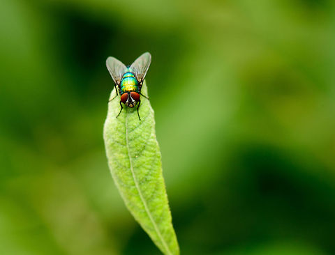 Bring it on Not sure about the identification... Common green bottle fly,Heesch,Lucilia sericata,Macro