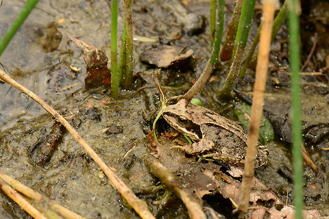 Common Frog (Rana temporaria) hiding in reed  Common frog,Heesch,Macro,Rana temporaria