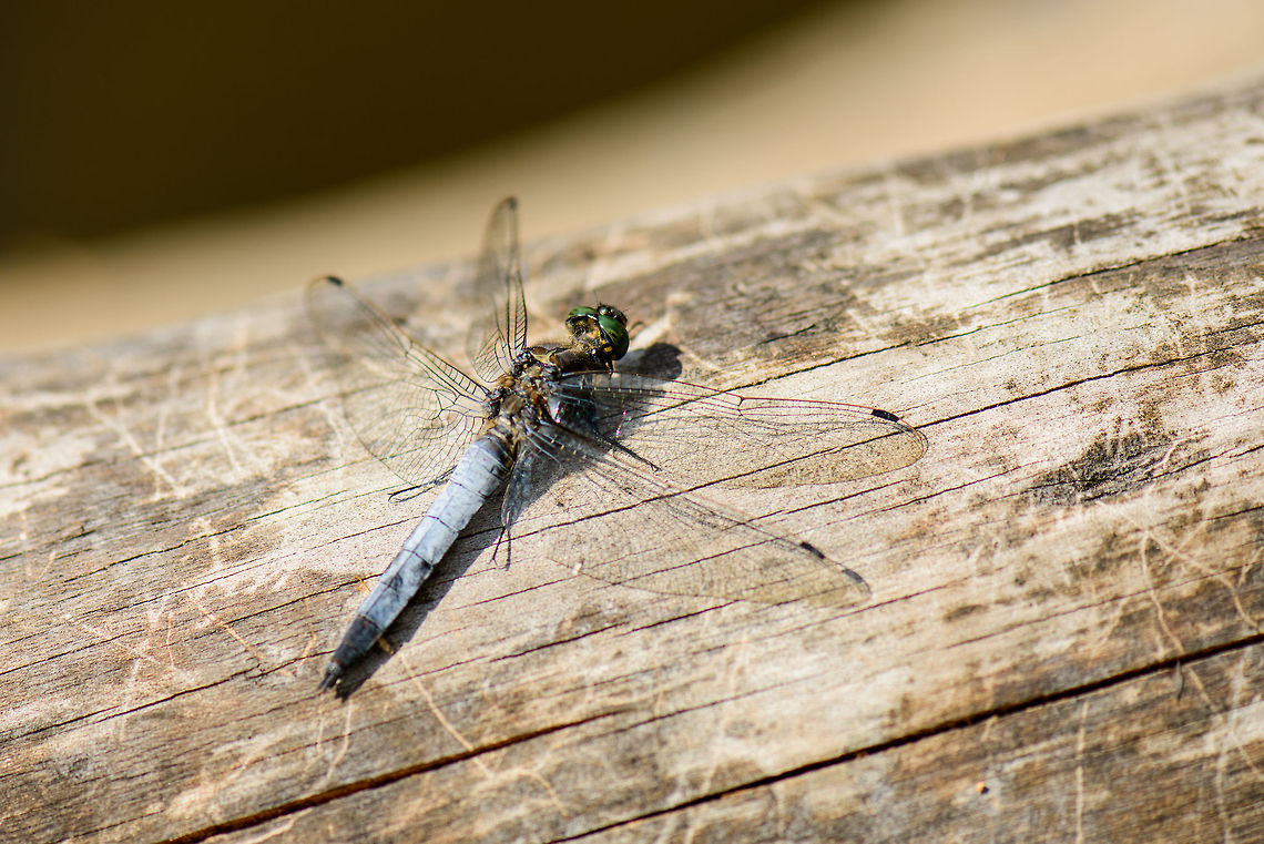 Keeled Skimmer sunbathing on trunk in pond Unfortunately, it was quite restless, as it kept flying away when I tried to get a better composition. Black-tailed Skimmer,Heesch,Keeled Skimmer,Macro,Orthetrum cancellatum