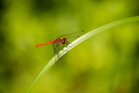 Ruddy Darter balancing on grass  Heesch,Macro,Ruddy Darter,Sympetrum sanguineum