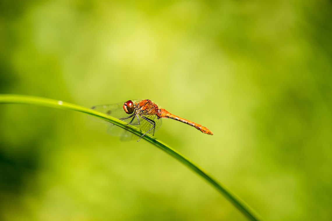 Ruddy Darter side view In the process of trying to identify this Darter, which is the most common one in the Netherlands, I learned a few characteristics that separates them:<br />
<br />
1) Whether their eyes meet at the top or not<br />
2) Cell structure of their wings<br />
3) Spots and discolorations on their wings<br />
4) Color of their face<br />
5) Width of their abdomen<br />
6) Color of legs and/or any patterns on it<br />
<br />
I&#039;m sure there&#039;s more attributes, but the key learning for me is that if you spot one, try to photograph it from multiple angles to ease identification.  Heesch,Macro,Ruddy Darter,Sympetrum sanguineum