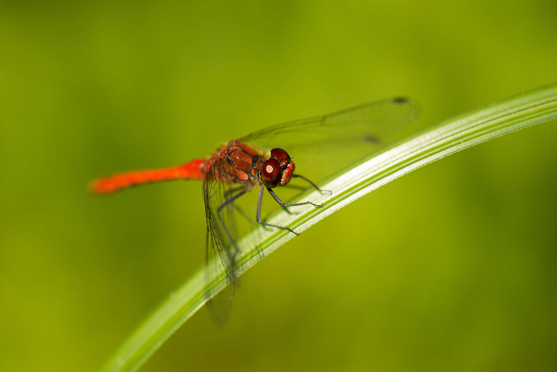 Ruddy Darter closeup This Ruddy Darter is balancing itself on a leaf of grass whilst the wind ruined my chance of a good shot. Heesch,Macro,Ruddy Darter,Sympetrum sanguineum