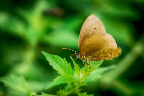 Ringlet flapping wings  Aphantopus hyperantus,Heesch,Macro,Ringlet