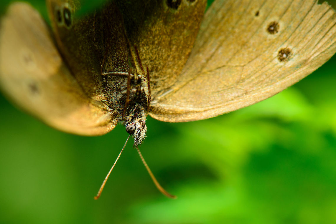 Ringlet head closeup, hanging  Aphantopus hyperantus,Heesch,Macro,Ringlet