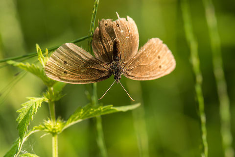 Ringlet full wings spread A view like this on a butterfly you usually only get from dead specimens. This Aphantopus hyperantus was in fact stuck, its back wing was pierced by a pointy leaf. Despite heavily flapping its wings it could not free itself, so I freed it. It flew away as if nothing happened. So long, and thanks for the pose. Aphantopus hyperantus,Heesch,Macro,Ringlet