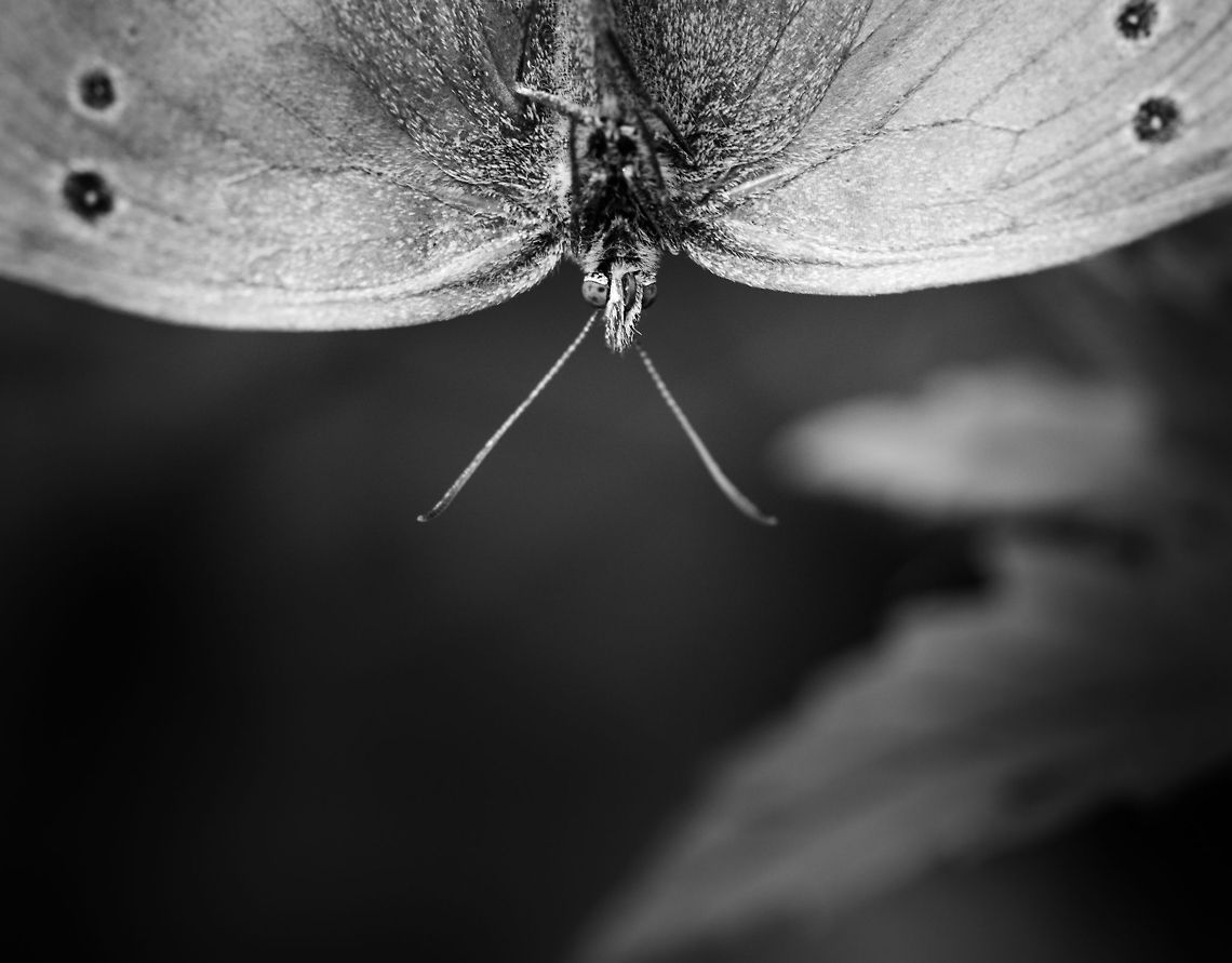 Aphantopus hyperantus (B&W)  Aphantopus hyperantus,Heesch,Macro,Ringlet