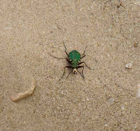 Green Tiger Beetle This is a heavy crop, unfortunately I could not get closer to this beautiful insect. It kept seeing me and jumping and flying away. Cicindela campestris,Green Tiger Beetle,Heesch,Macro