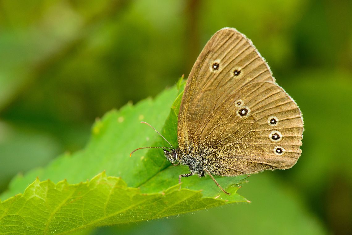 Ringlet sideview  Aphantopus hyperantus,Heesch,Macro,Ringlet