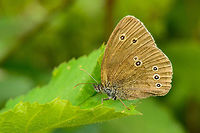 Ringlet sideview  Aphantopus hyperantus,Heesch,Macro,Ringlet