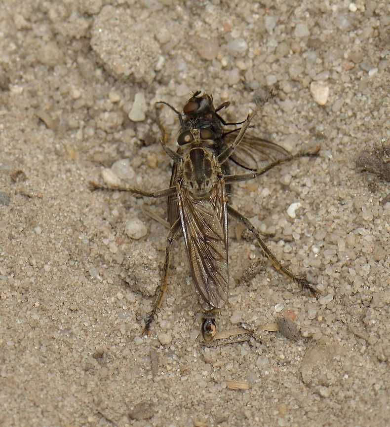 Dune Robber Fly feeding on fly Size of the predator is about < 1 cm, found on sand near a pond in the Netherlands. Dune Robberfly,Philonicus albiceps